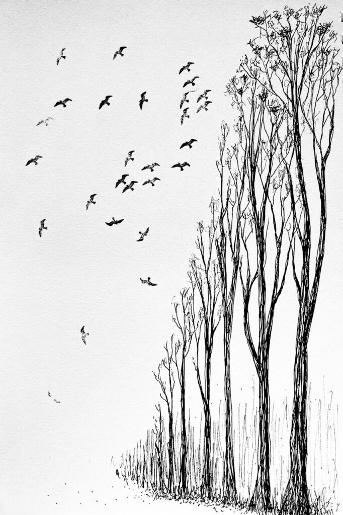 A Tapestry of Birds (2026)